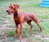 Deutscher Pinscher Foto: Joey (Dark Angels Aden Red Energy, 22 Wochen) (ID 14421) Deutscher Pinscher Hund