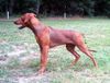 Deutscher Pinscher Foto: Joey (Dark Angels Aden Red Energy, 22 Wochen) (ID 14420) Deutscher Pinscher Hund