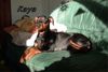 Deutscher Pinscher Foto: Kaya beim Sonnenbad (ID 18539) Deutscher Pinscher Hund