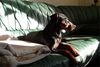 Deutscher Pinscher Foto: Kaya beim Sonnenbad (ID 18540) Deutscher Pinscher Hund