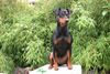 Deutscher Pinscher Foto: Kaya - 14 Monate alt (ID 23496) Deutscher Pinscher Hund