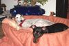 Deutscher Pinscher Foto: Kaya und Luna - Freunde (ID 23495) Deutscher Pinscher Hund