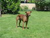 Deutscher Pinscher Foto: Luca mit 2 1/2 (Lakai German Pinschers) (ID 32027) Deutscher Pinscher Hund