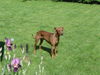 Deutscher Pinscher Foto: Luca mit 2 1/2 (Lakai German Pinschers) (ID 32029) Deutscher Pinscher Hund