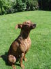 Deutscher Pinscher Foto: Luca mit 2 1/2 (Lakai German Pinschers) (ID 32030) Deutscher Pinscher Hund