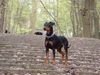 Deutscher Pinscher Foto: Wir haben Welpen! (ID 40481) Deutscher Pinscher Hund
