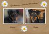 Deutscher Pinscher Foto: Lucca und Xenia (ID 41037) Deutscher Pinscher Hund