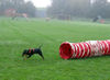 Deutscher Pinscher Foto: Lucca in Action (ID 39454) Deutscher Pinscher Hund