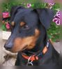 Deutscher Pinscher Foto: Mad Max Lucca von der Rheinebene (ID 39458) Deutscher Pinscher Hund