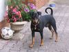 Deutscher Pinscher Foto: Mad Max Lucca von der Rheinebene 15 Monate alt (ID 39459) Deutscher Pinscher Hund