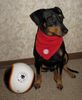 Deutscher Pinscher Foto: Mad Max Lucca von der Rheinebene im Dezember 2008 (ID 43508) Deutscher Pinscher Hund