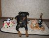 Deutscher Pinscher Foto: Lucca wünscht allen ein gesundes, erfolgreiches neues Jahr !!! (ID 43512) Deutscher Pinscher Hund