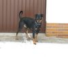 Deutscher Pinscher Foto: Mad Max Lucca von der Rheinebene im Januar 2009 (ID 43553) Deutscher Pinscher Hund
