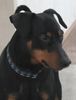 Deutscher Pinscher Foto: Mad Max Lucca von der Rheinebene ... an was (wen) er wohl gerade denkt ??? (ID 43554) Deutscher Pinscher Hund