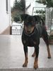 Deutscher Pinscher Foto: Lucca unser Sonnenschein - Ihm kann man einfach nicht böse sein !!! (ID 43555) Deutscher Pinscher Hund