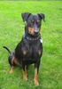 Deutscher Pinscher Foto: Lucca im Oktober 2009 (ID 45113) Deutscher Pinscher Hund