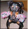 Deutscher Pinscher Foto: Mad Max Lucca von der Rheinebene / Schaut mal, was ich da hab ! (ID 40294) Deutscher Pinscher Hund