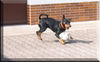 Deutscher Pinscher Foto: Lucca unser Fußballstar - Angriff ... und Tor ! (ID 40295) Deutscher Pinscher Hund