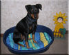 Deutscher Pinscher Foto: Lucca's Lieblingsplatz (ID 40296) Deutscher Pinscher Hund