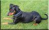 Deutscher Pinscher Foto: Lucca genießt die Sonne (ID 40297) Deutscher Pinscher Hund
