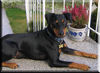 Deutscher Pinscher Foto: Lucca mit 18 Monaten (ID 40298) Deutscher Pinscher Hund