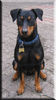 Deutscher Pinscher Foto: Lucca unser Wirbelwind ... stillsitzen fällt ihm sehr schwer (ID 40299) Deutscher Pinscher Hund