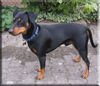 Deutscher Pinscher Foto: Lucca übt schon mal für seine nächste Ausstellung (ID 40300) Deutscher Pinscher Hund