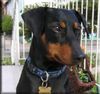 Deutscher Pinscher Foto: Mad Max Lucca von der Rheinebene 18 Monate alt (ID 40301) Deutscher Pinscher Hund