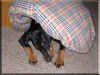 Deutscher Pinscher Foto: Mad Max Lucca von der Rheinebene / ich tauch mal kurz unter ... hab keine Lust mehr fotografiert zu werden :-) (ID 40303) Deutscher Pinscher Hund