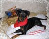 Deutscher Pinscher Foto: Lucca wünscht allen Frohe Weihnachten und ein gutes Neues Jahr !!! (ID 40675) Deutscher Pinscher Hund
