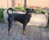 Deutscher Pinscher Foto: Mad Max Lucca von der Rheinebene mit 24 Monaten (ID 41885) Deutscher Pinscher Hund