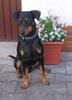 Deutscher Pinscher Foto: Mad Max Lucca von der Rheinebene / Hab heute Geburtstag ... bin schon 2 Jahre alt ! (ID 41886) Deutscher Pinscher Hund