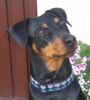 Deutscher Pinscher Foto: Mad Max Lucca von der Rheinebene / Diesem Blick kann keiner widerstehen :-) (ID 41887) Deutscher Pinscher Hund