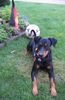 Deutscher Pinscher Foto: Lucca auch im EM-Fieber ! (ID 42289) Deutscher Pinscher Hund