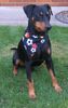 Deutscher Pinscher Foto: Mad Max Lucca von der Rheinebene / Na wie gefällt Euch mein neues Outfit - schick oder ? (ID 42290) Deutscher Pinscher Hund