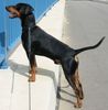 Deutscher Pinscher Foto: Forian mit 11mo vom August 04 (ID 15549) Deutscher Pinscher Hund