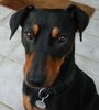 Deutscher Pinscher Hund