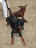 Deutscher Pinscher Foto: Tyson und Leroy (ID 16734) Deutscher Pinscher Hund
