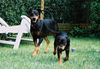 Deutscher Pinscher Foto: Haller Deutsche Pinscher (Mama Ophelia ist zu Besuch) (ID 39171) Deutscher Pinscher Hund
