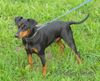 Deutscher Pinscher Foto: Die ersten Deutsche Pinscher Welpen in Slowenien (M: Haller Brina - V: Enzo vom Awarenring) (ID 46205) Deutscher Pinscher Hund
