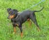 Deutscher Pinscher Hund