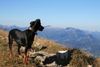 Deutscher Pinscher Foto: Ophelia blickt auf den Hohen Ifen und die Gottesäcker (Haller Deutsche Pinscher) (ID 39922) Deutscher Pinscher Hund