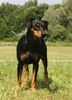 Deutscher Pinscher Foto: Duffyco's Ophelia (Haller Deutsche Pinscher) (ID 42351) Deutscher Pinscher Hund