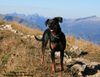 Deutscher Pinscher Foto: Ophelia und die Berge (Haller Deutsche Pinscher) (ID 39921) Deutscher Pinscher Hund