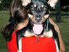 Deutscher Pinscher Foto: Térie (ID 17413) Deutscher Pinscher Hund
