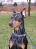 Deutscher Pinscher Foto: GRASANT Galant http://www.pinczer.w.pl (ID 10292) Deutscher Pinscher Hund