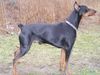 Deutscher Pinscher Foto: GRASANT Galant http://www.pinczer.w.pl (ID 10296) Deutscher Pinscher Hund