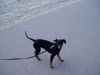 Deutscher Pinscher Foto: Brenda am Meer (ID 40819) Deutscher Pinscher Hund