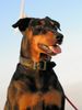 Deutscher Pinscher Foto: Ronja vom Cronsbach (ID 40049) Deutscher Pinscher Hund