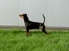Deutscher Pinscher Foto: Watson vom Robinienhof (ID 15555) Deutscher Pinscher Hund